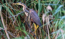 Purpurreiher, gut versteckt im Schilf