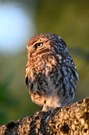 Altvogel