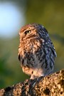 Altvogel