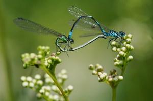 26a,b: Fledermaus-Azurjungfer (Paar)