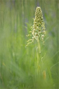Bocks-Riemenzunge (Himantoglossum hircinum)