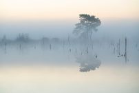 _____Nebelmoor________