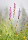 Orchideen im Nebel