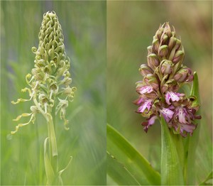 Die Orchideen der Schweiz Gattung Himantoglossum