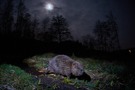 Biber bei Nacht