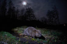 Biber bei Nacht