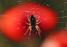 nochmal Mohn