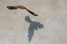 Schneller als der Schatten ?