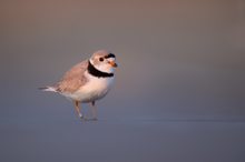 Imani, der seltenste Vogel Chicagos