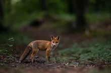Früh morgens im Wald...