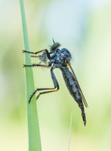 Raubfliege