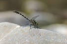 Kleine Zangenlibelle