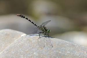 Kleine Zangenlibelle