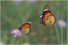 Der Kleine Monarch