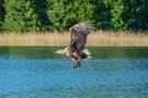 Seeadler holt sich sein Frühstück