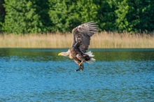 Seeadler holt sich sein Frühstück