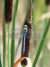 Grosse Königslibelle
