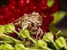 Schöner Größenvergleich, Calophasia lunula
