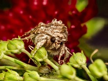 Schöner Größenvergleich, Calophasia lunula