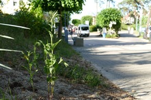 Schlechter Standort