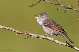 Sperbergrasmücke