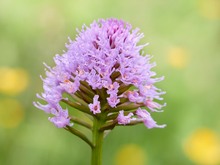 Kugelorchis