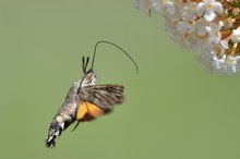 Taubenschwänzchen