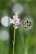Fuchs-Fingerwurz (Dactylorhiza fuchsii)
