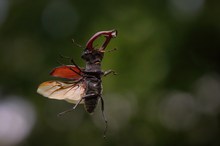 Die Senkrechtflieger