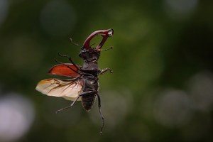 Die Senkrechtflieger
