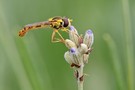 Schwebfliege