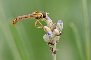 Schwebfliege