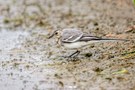 Juv. Bachstelze