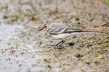 Juv. Bachstelze