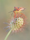 Südliche Baumwanze (Carpocoris pudicus)