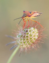 Südliche Baumwanze (Carpocoris pudicus)