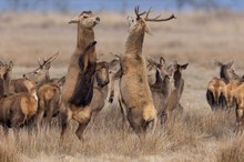 Ältere Rothirsche verlieren ihre Geweihe