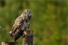 Gänsehaut