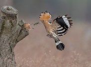 Wiedehopf Futter-Übergabe