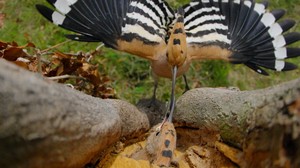 Wiedehopf überkopf