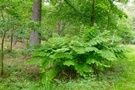 Osmunda regalis