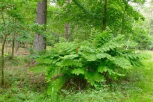 Osmunda regalis