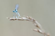 Federlibelle