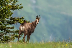 Gamsbock