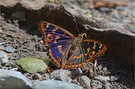 Kleiner Schillerfalter