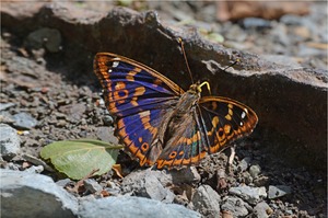 Kleiner Schillerfalter