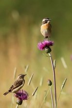 Braunkehlchen