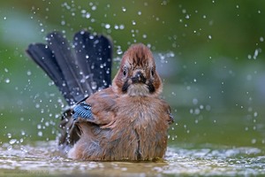 Wasserhäher