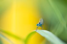 _____blue eyes__________________