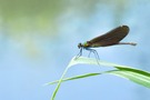 Calopterix virgo